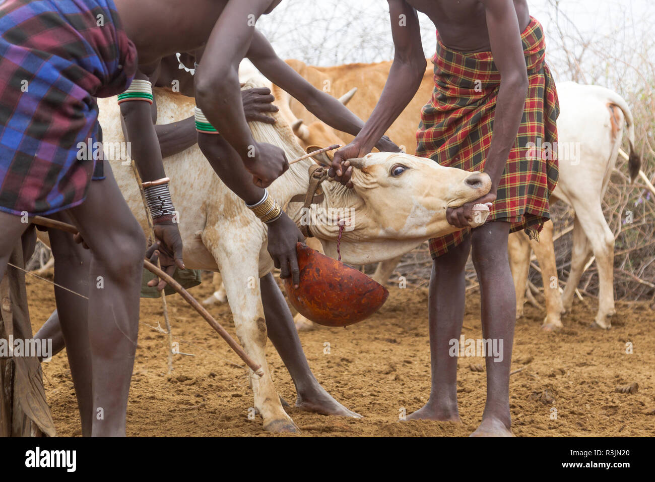L'Afrique, l'Ethiopie, le sud de la vallée de l'Omo, Tribu Nyangatom. Les hommes occupent la Nyangatom steer tandis que le sang s'écoule dans une calebasse. Banque D'Images