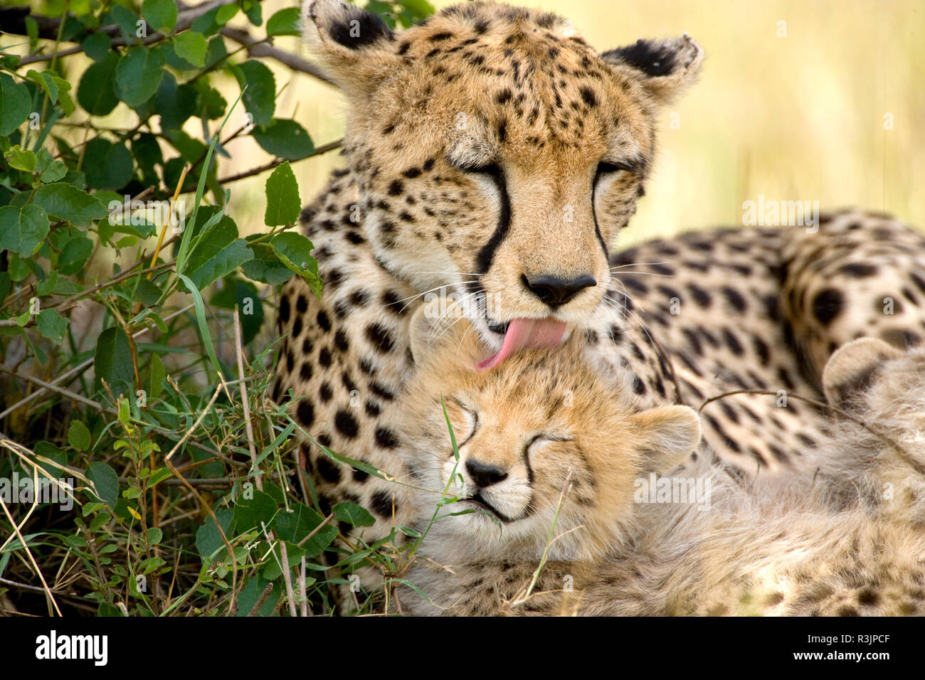 Afrique, Kenya, Masai Mara National Reserve. Mère Cheetah cub lécher. En tant que crédit : Jim Zuckerman / Jaynes Gallery / DanitaDelimont.com Banque D'Images