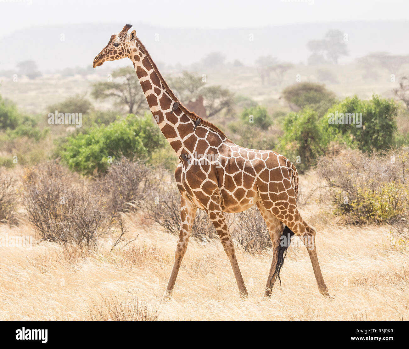 Afrique, Kenya, Samburu National Reserve. Giraffe réticulée marche à pied. En tant que crédit : Bill Young / Jaynes Gallery / DanitaDelimont.com Banque D'Images
