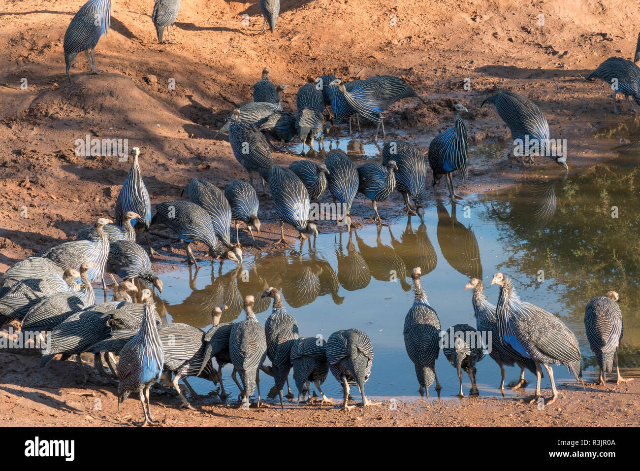 Afrique, Kenya, Samburu National Reserve. La pintade vulturine Acryllium vulturinum) (à trou d'eau. Banque D'Images