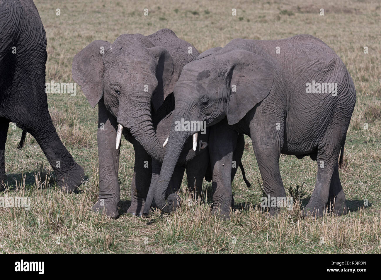 Le Kenya, l'Afrique. Deux éléphanteaux africains dans le Masai Mara. Banque D'Images