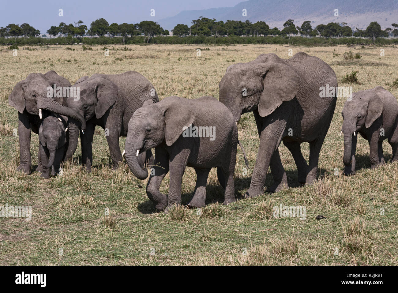 Le Kenya, l'Afrique. Six éléphants africains dans le Masai Mara. Banque D'Images