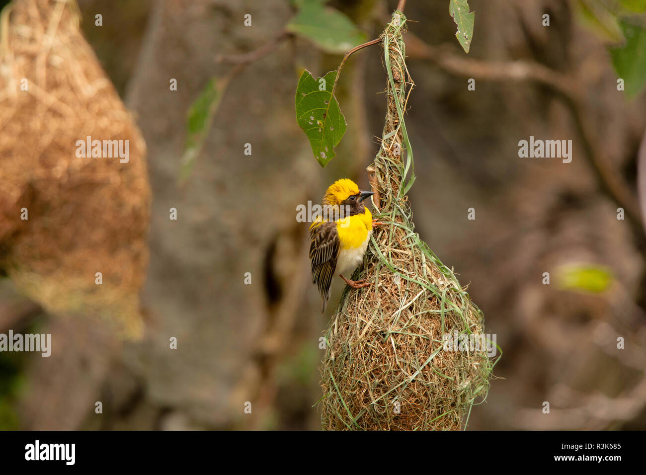 Baya weaver Ploceus philippinus avec nid,, Pune. Le Maharashtra, Inde. Banque D'Images
