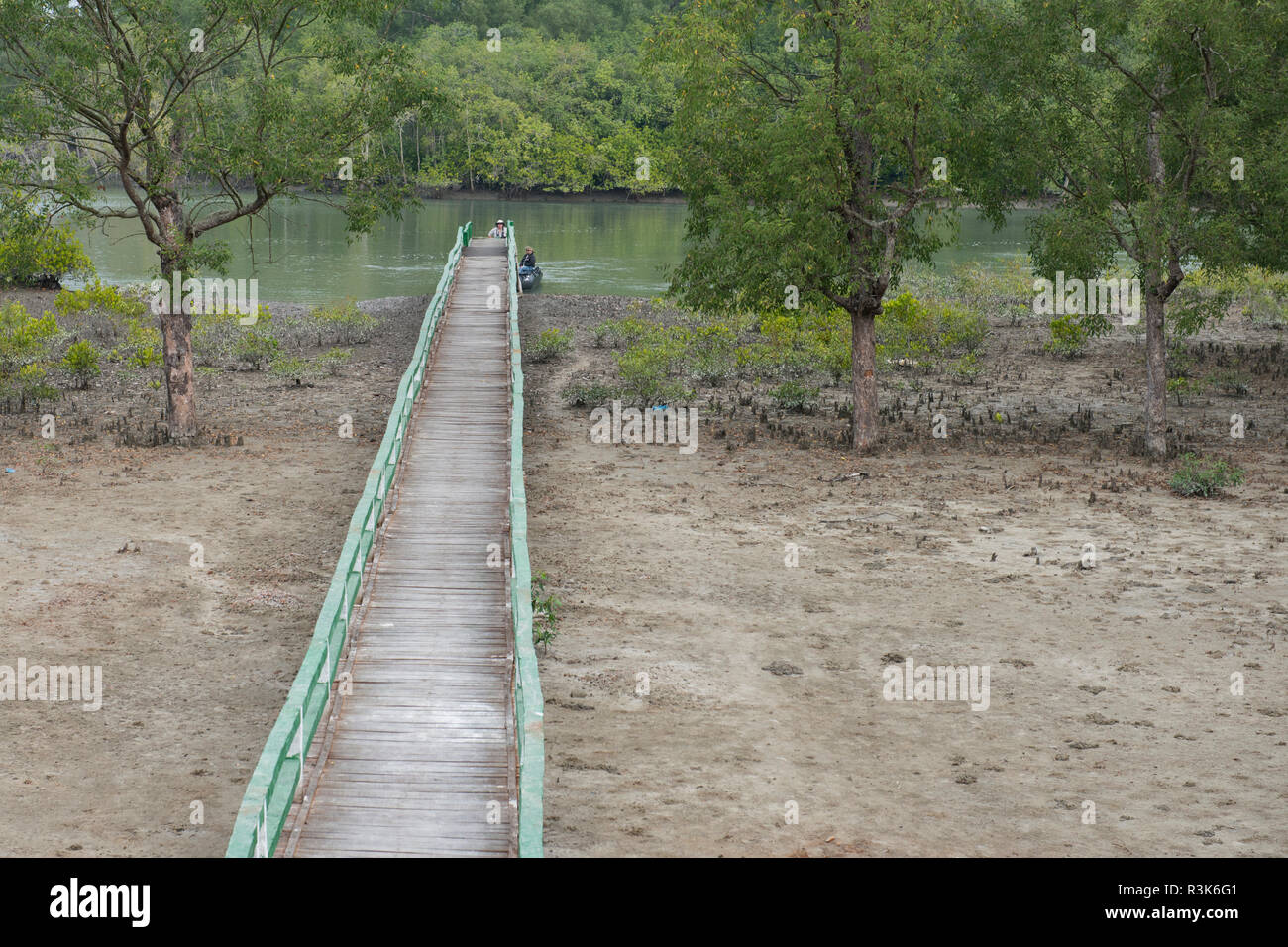 Le Bangladesh, Sundarbans. Plus grande forêt de mangroves du littoral dans le monde. Près de parc national des Sundarbans Hiron Point. Promenade du parc. Banque D'Images