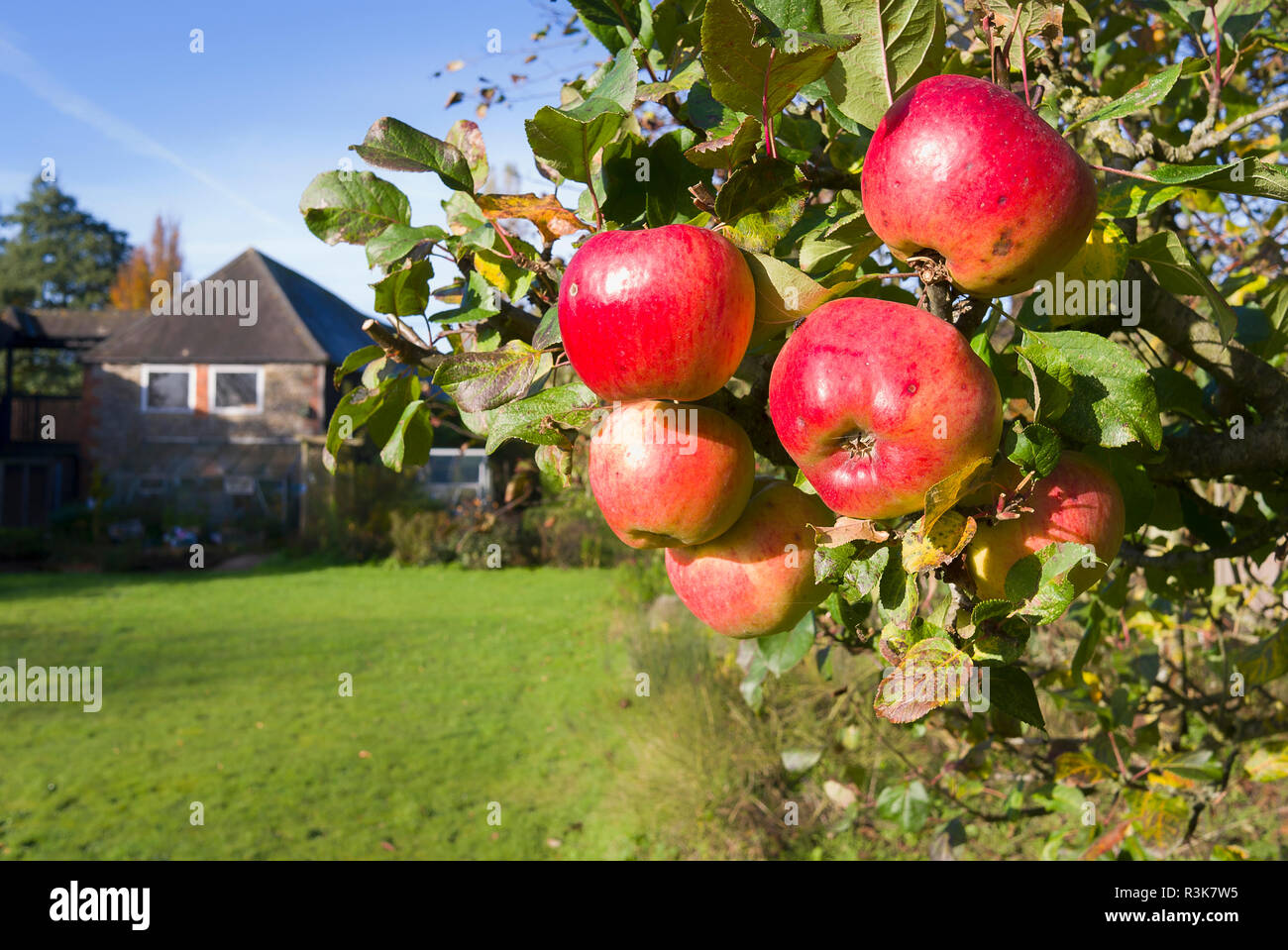 Red rose des pommes mûres poussant sur un arbre dans un jardin anglais en novembre. Prêt pour la cueillette et l'entreposage pendant l'hiver. La variété est multi-purpose Banque D'Images