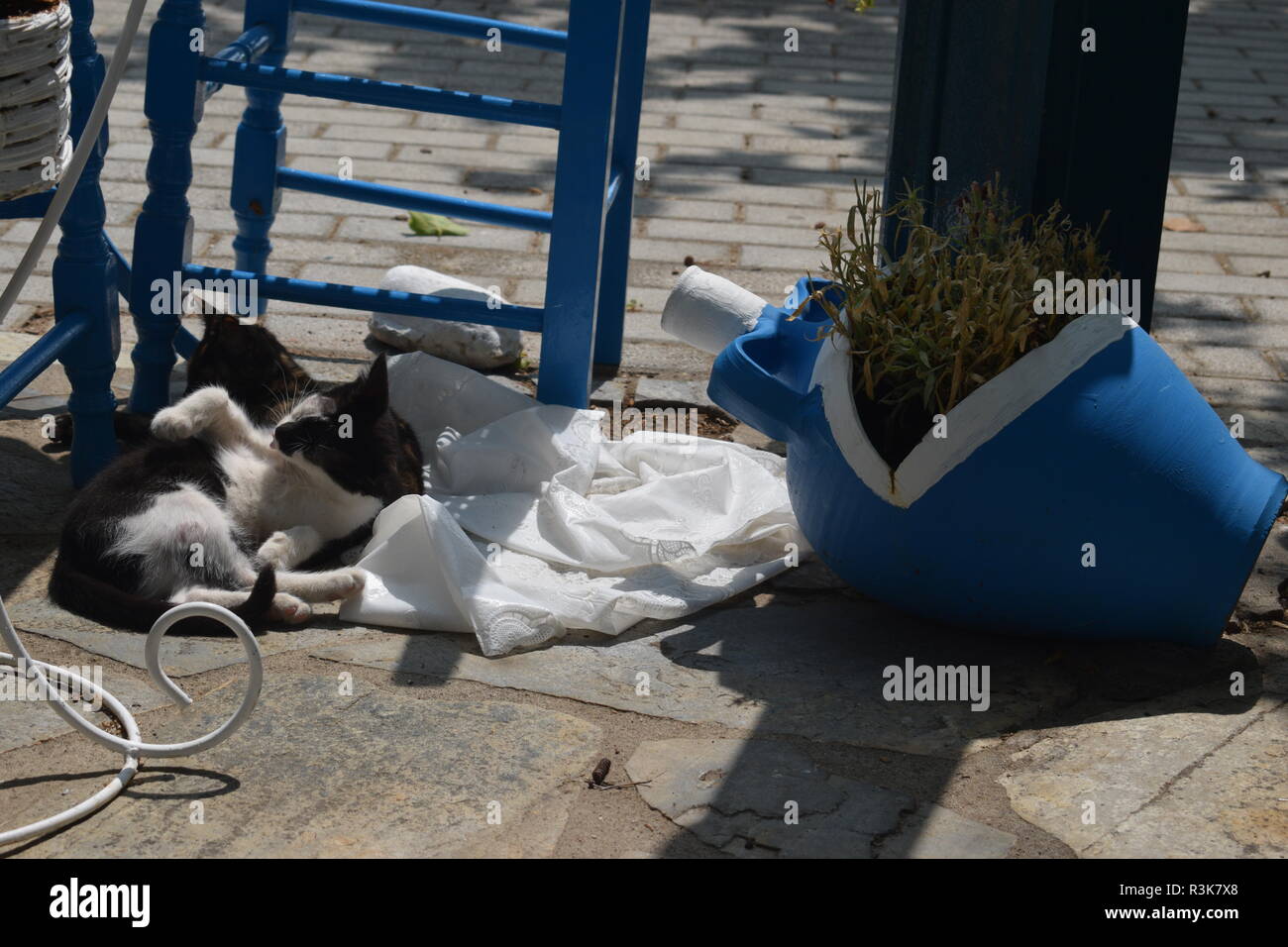 Les chats grecs sur l' île de Skopelos Banque D'Images
