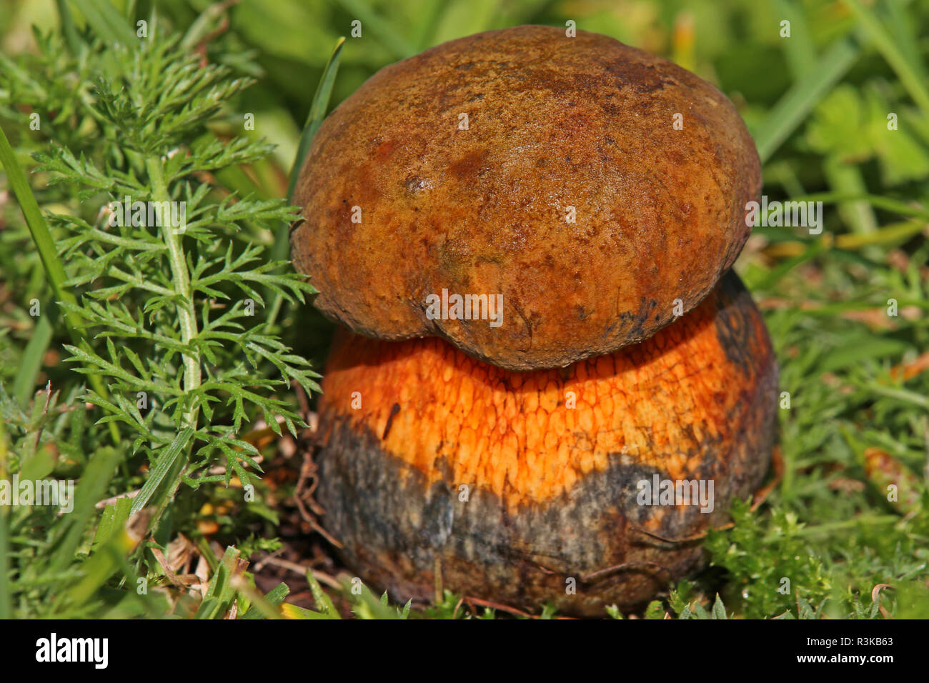 Sorcières boletus luridus stalker net Banque D'Images