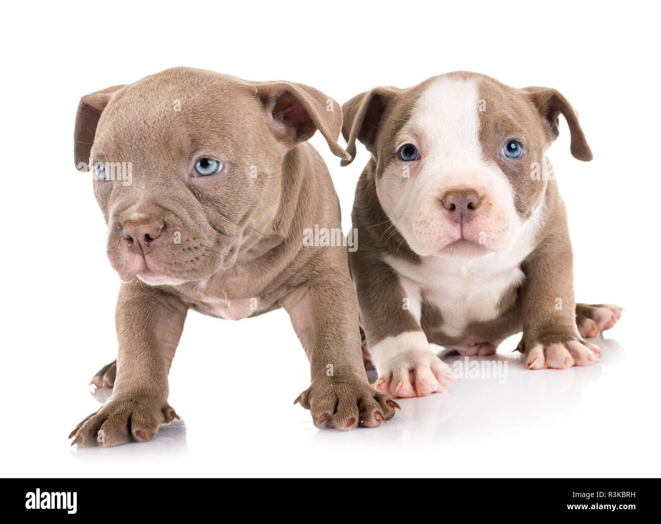 Chiots american bully in front of white background Banque D'Images