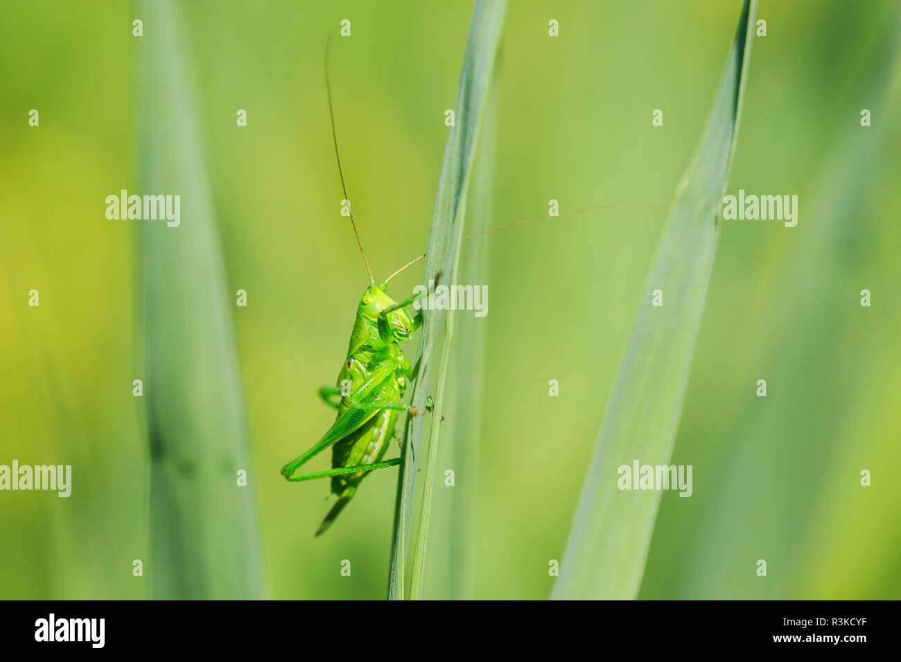 Macro close-up d'un grand Green Bush-cricket, Tettigonia viridissima. Banque D'Images