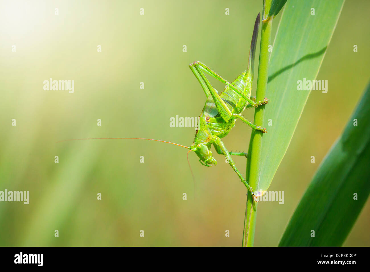 Macro close-up of a Great Green Bush-cricket, Tettigonia viridissima avec ovipositeur. Banque D'Images
