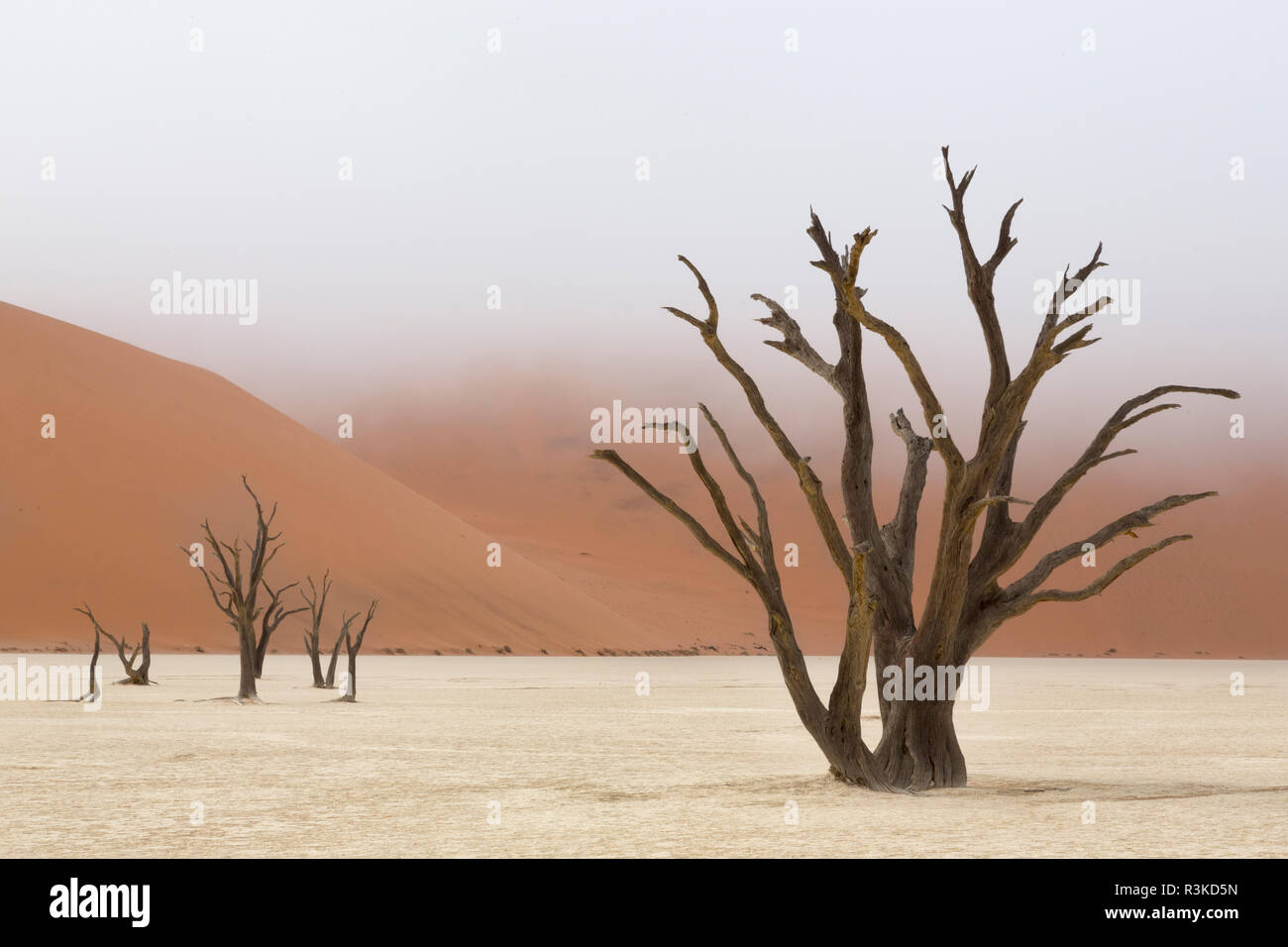 L'Afrique, la Namibie, le parc de Namib Naukluft, Deadvlei. Camelthorn arbres morts dans le brouillard. En tant que crédit : Wendy Kaveney Jaynes / Galerie / DanitaDelimont.com Banque D'Images