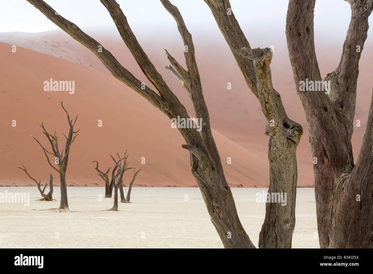 L'Afrique, la Namibie, le parc de Namib Naukluft, Deadvlei. Camelthorn arbres morts et des dunes. En tant que crédit : Wendy Kaveney Jaynes / Galerie / DanitaDelimont.com Banque D'Images