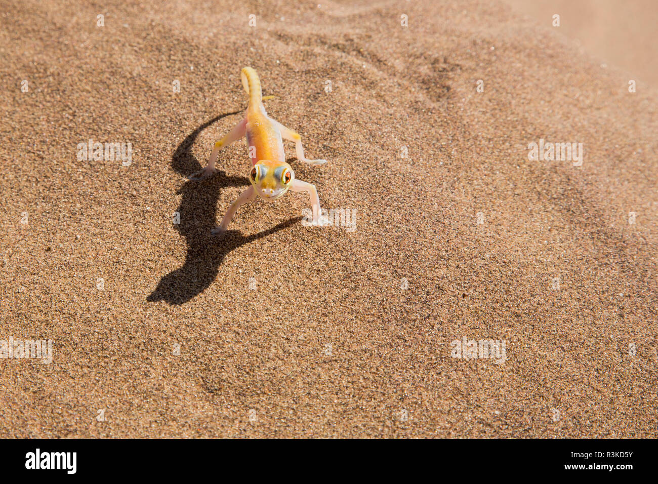 L'Afrique, la Namibie, Désert du Namib. Gecko Palmetto sur du sable. En tant que crédit : Wendy Kaveney Jaynes / Galerie / DanitaDelimont.com Banque D'Images