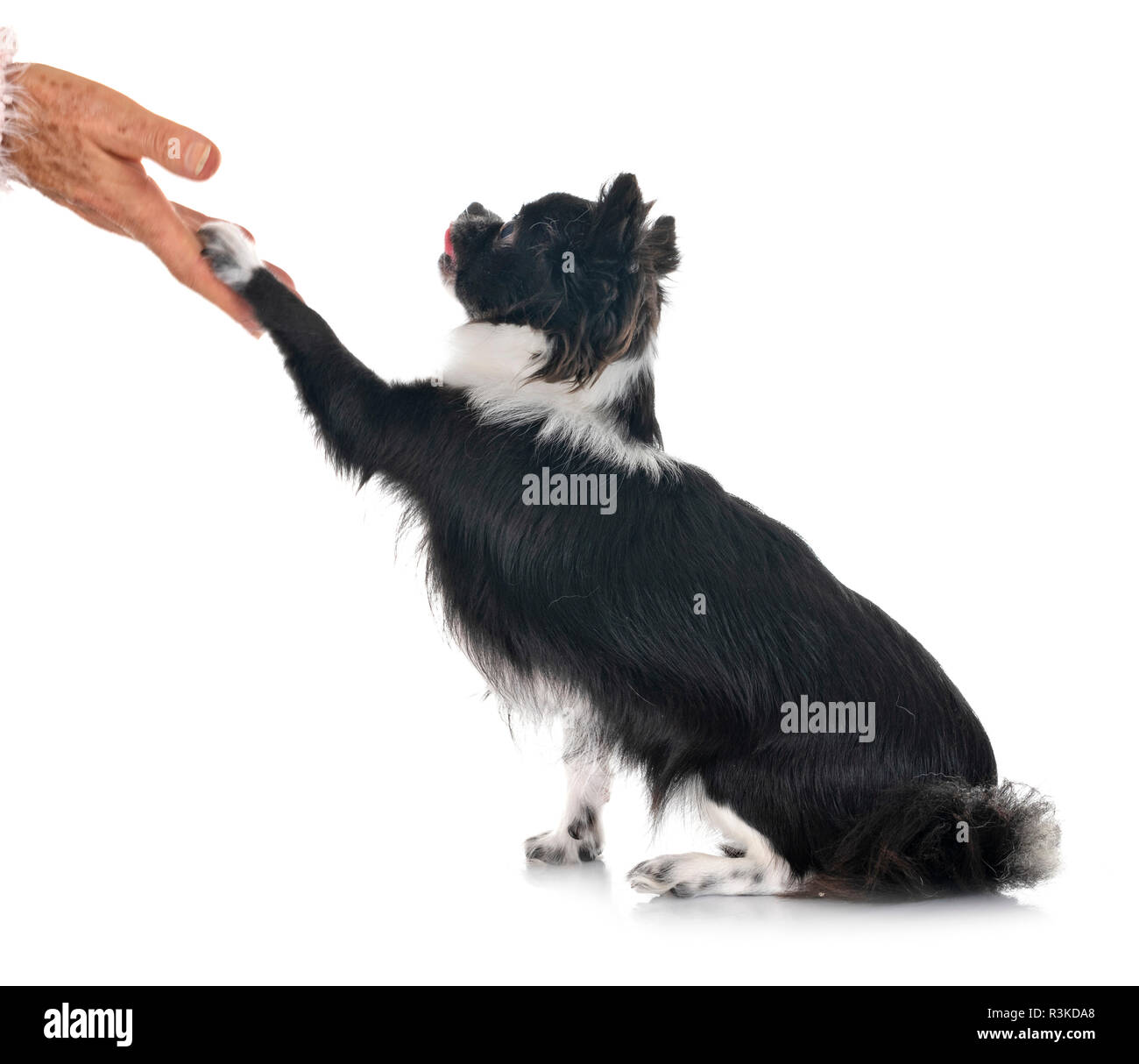 Peu chihuahua in front of white background Banque D'Images