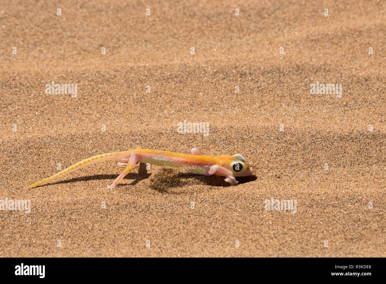 Colorful web-aux pieds ou Palmatogecko Pachydactylus rangei, gecko, creuser pour aller de métro, nocturne et a de grands yeux sensibles à la lumière. Banque D'Images