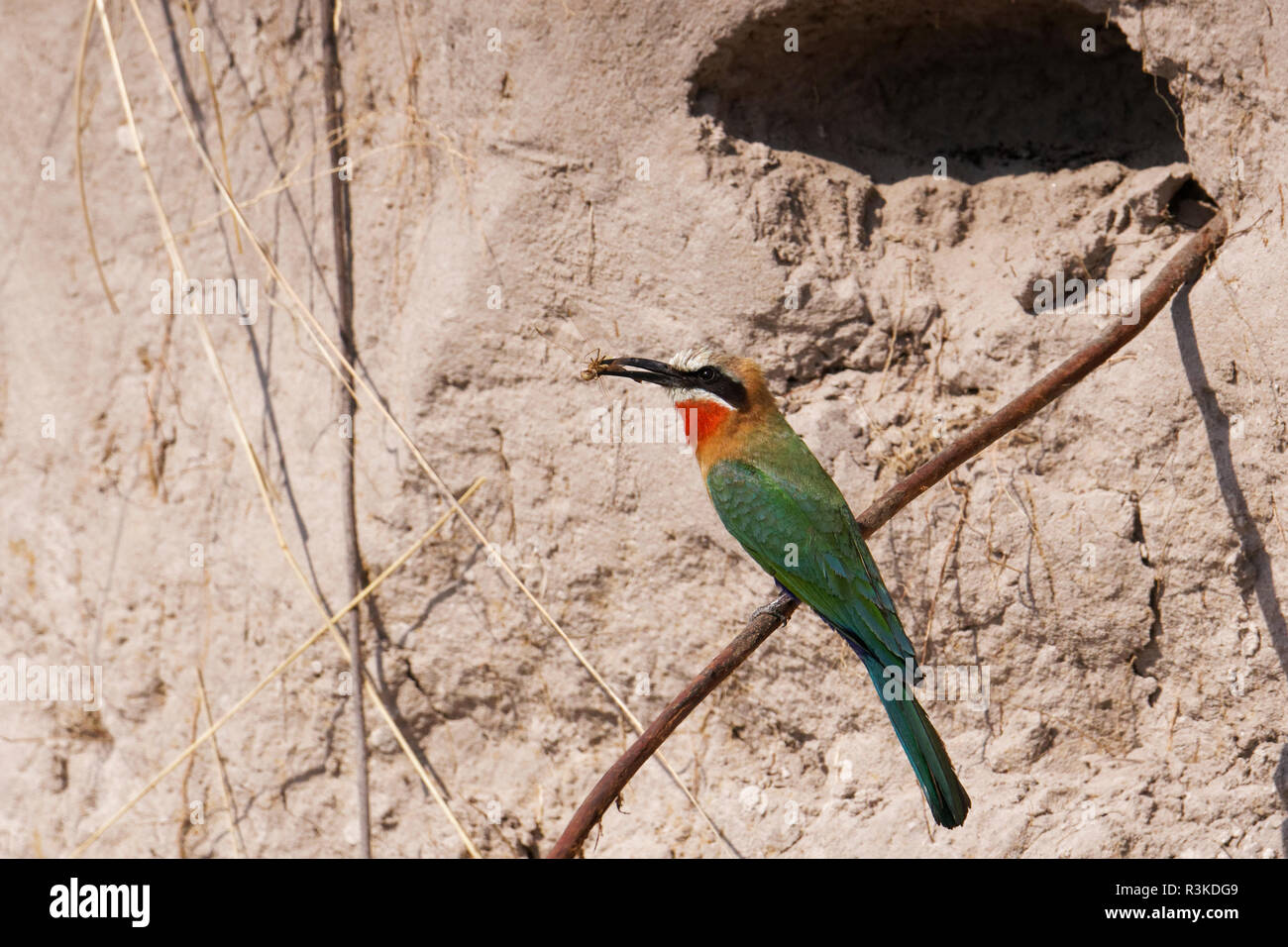Libellule dans le bec de l'oie rieuse Guêpier (Merops bullockoides), Parc National de Bwabwata, Namibie, Afrique. Banque D'Images