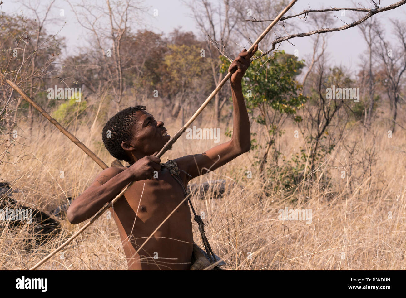 Les récoltes de San Bushman en résine d'un arbre dans le bush, l'est de la Namibie, l'Afrique. (Usage éditorial uniquement) Banque D'Images