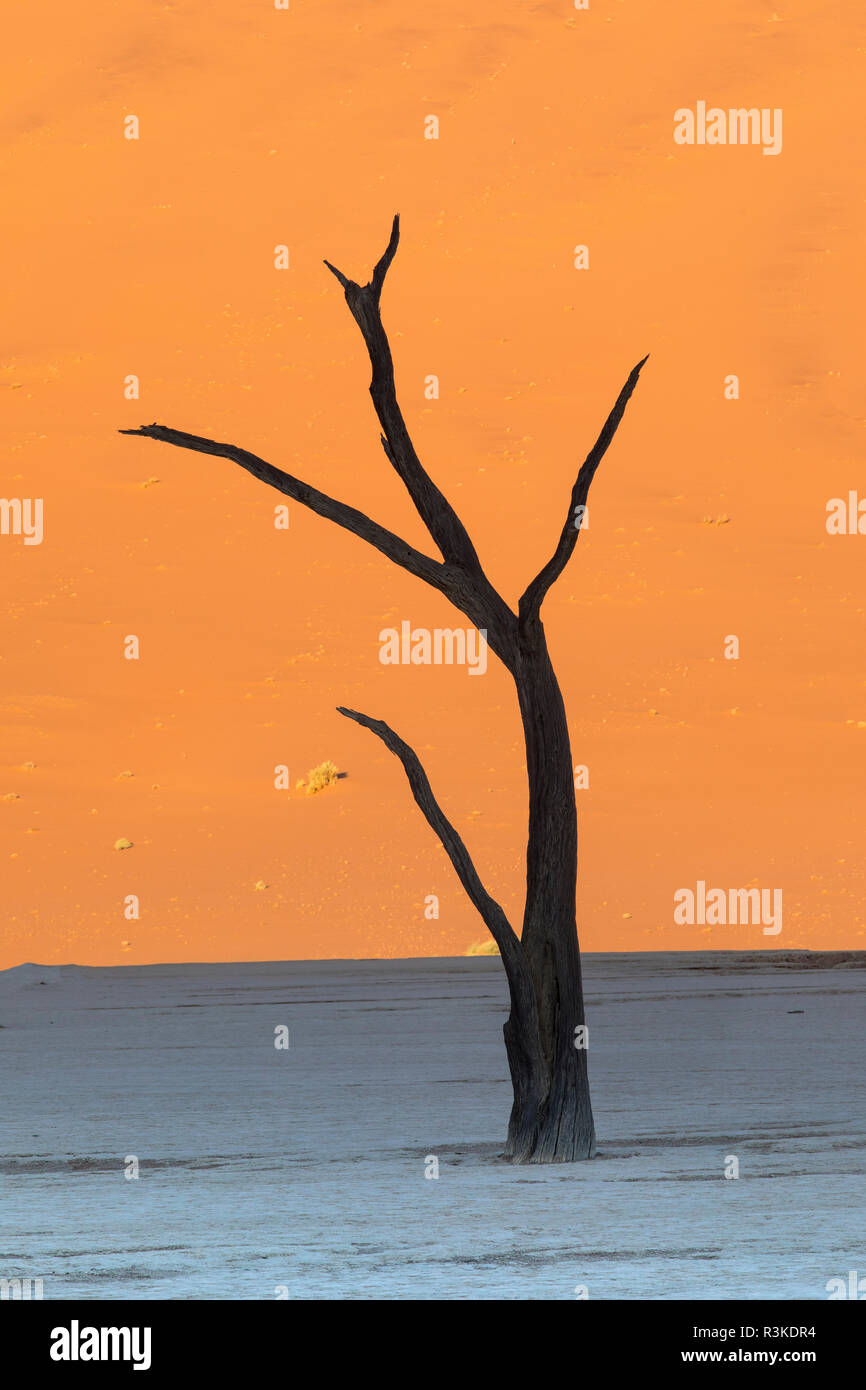 La silhouette des arbres morts, à Deadvlei Sossusvlei, Namibie Banque D'Images