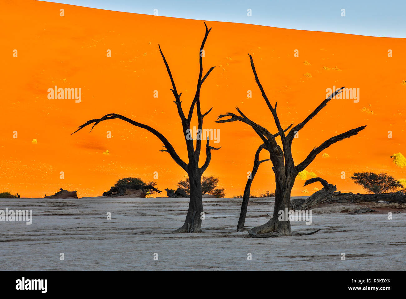 L'Afrique, la Namibie, Sossusvlei. Dead acacia arbres dans l'argile blanc Pan au Deadvlei dans la lumière du matin Banque D'Images
