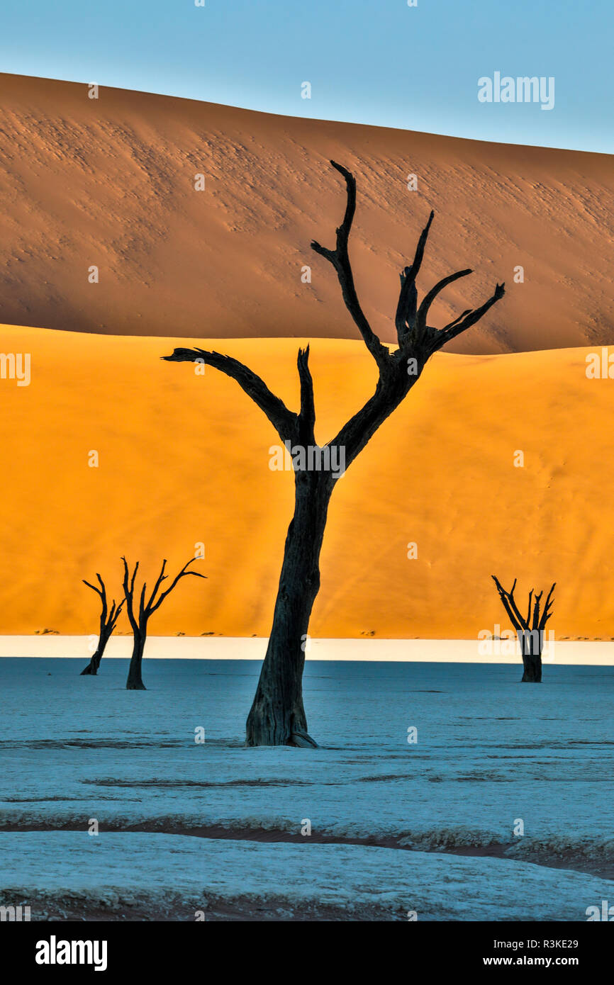 L'Afrique, la Namibie, Sossusvlei. Dead acacia arbres dans l'argile blanc pan au Deadvlei dans la matinée Banque D'Images
