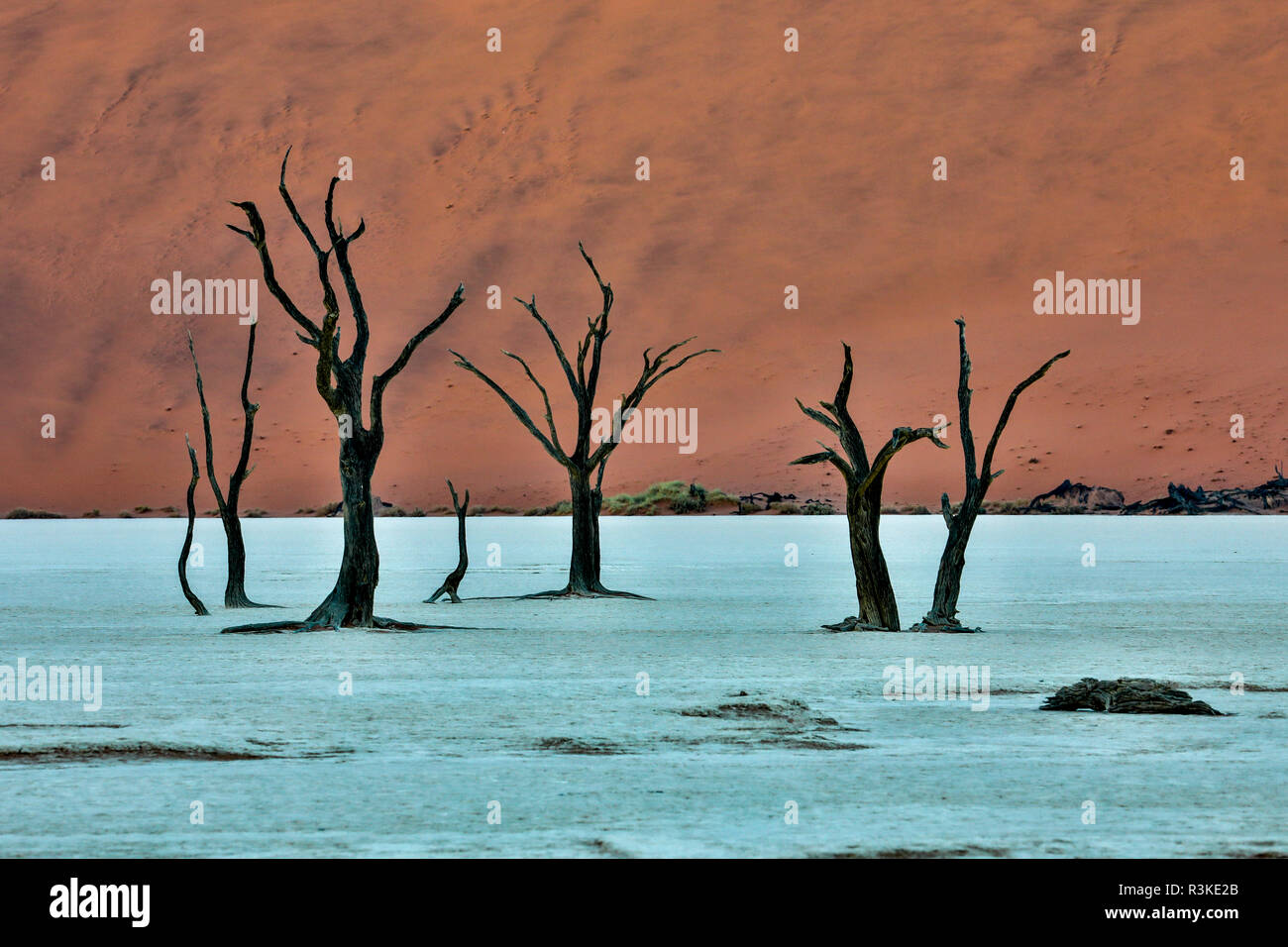 L'Afrique, la Namibie, Sossusvlei. Dead acacia arbres dans l'argile blanc pan au Deadvlei dans la matinée Banque D'Images