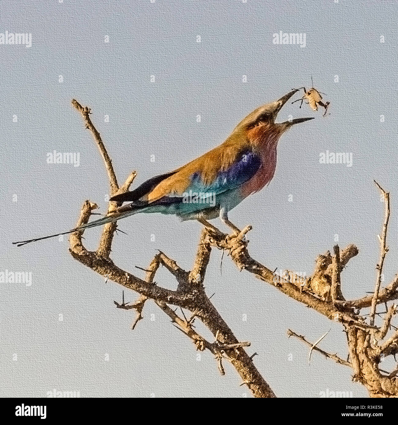 Parc National d'Etosha, Namibie, Afrique, Lilac-breasted Roller renversant une sauterelle dans sa bouche. Modifié numériquement l'image. Banque D'Images