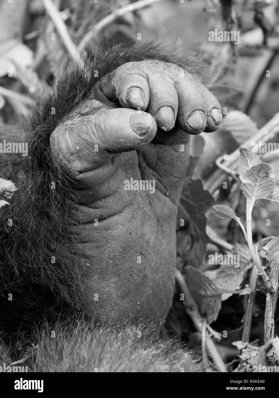 Les montagnes des Virunga, Rwanda, Afrique. Pied de gorille de montagne. Banque D'Images