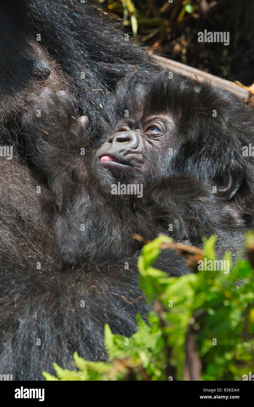 Gorilla mother holding 20 jours bébé dans la forêt, parc national des volcans, Rwanda Banque D'Images