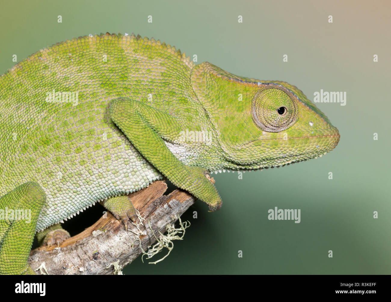 Gracieuse Bebe Cameleon Cameleon Gracilis Conditions Controlees Photo Stock Alamy Gracieuse Bebe Cameleon Cameleon Gracilis Conditions Controlees Photo Stock Alamy