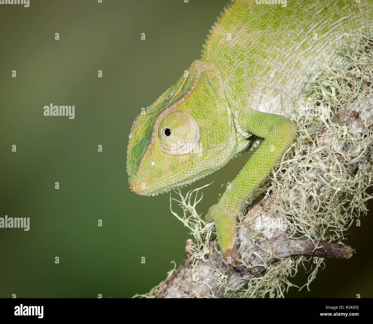 Gracieuse Bebe Cameleon Cameleon Gracilis Conditions Controlees Photo Stock Alamy