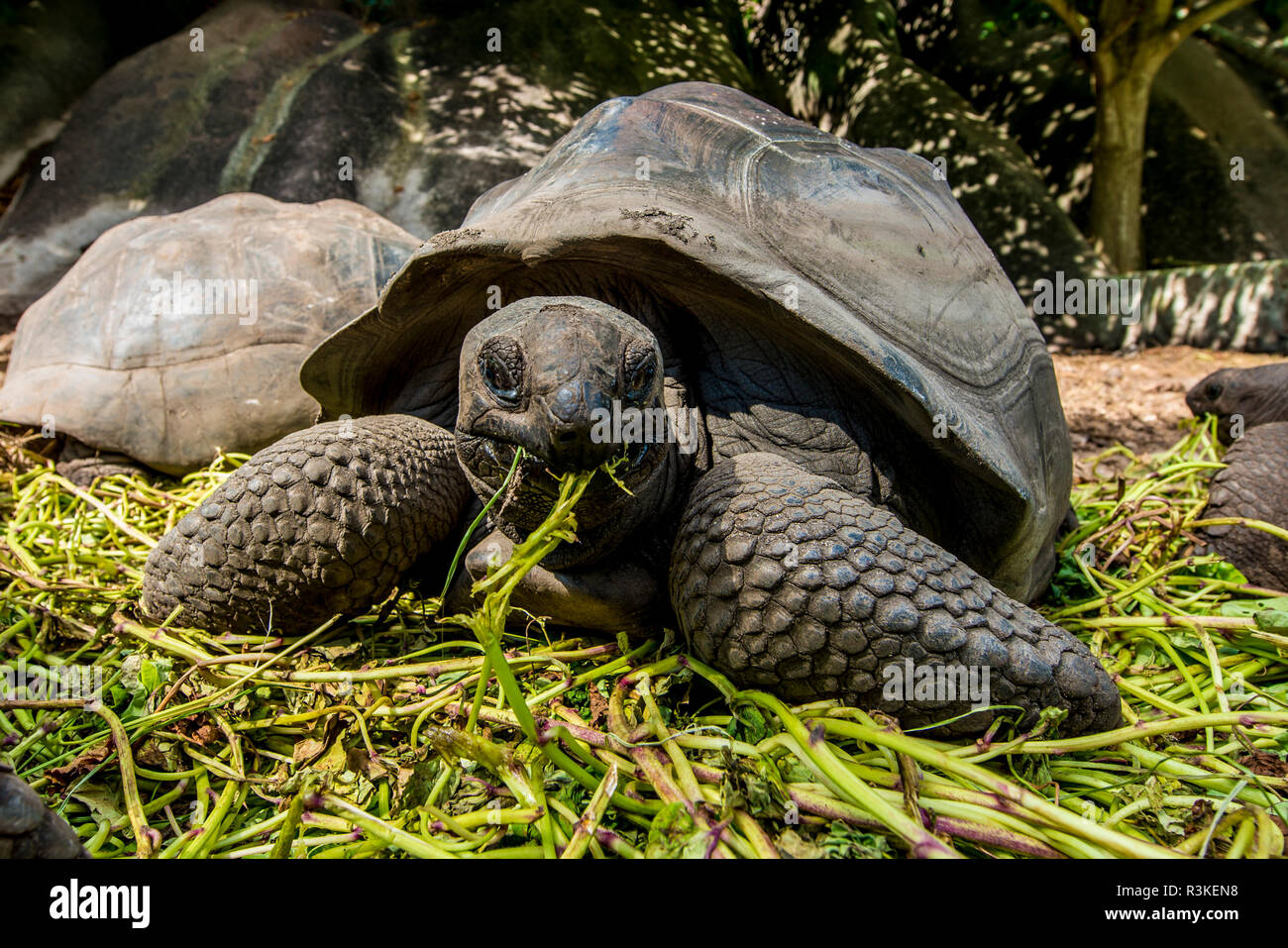 Aldabra tortue géante des Seychelles (Aldabrachelys gigantea), Union Estate Park, La Digue, République des Seychelles, océan Indien. Banque D'Images