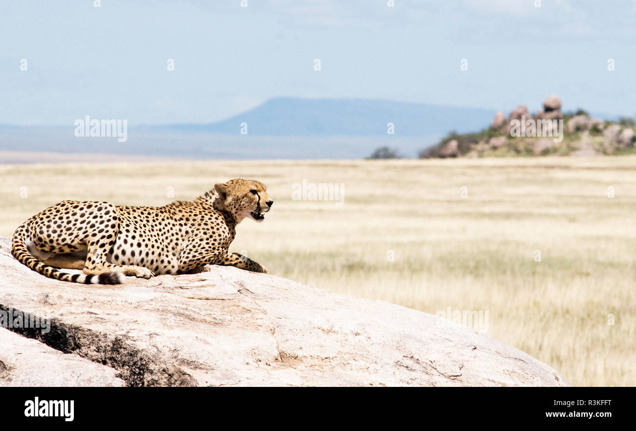 Tanzanie, Afrique. Cheetah laying on rock. Banque D'Images