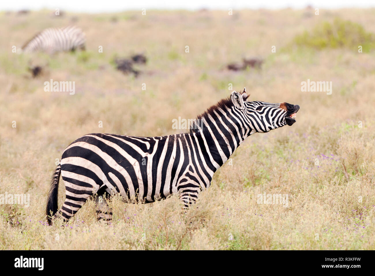 Tanzanie, Afrique. Zèbre des plaines faisant une lèvre curl. Banque D'Images