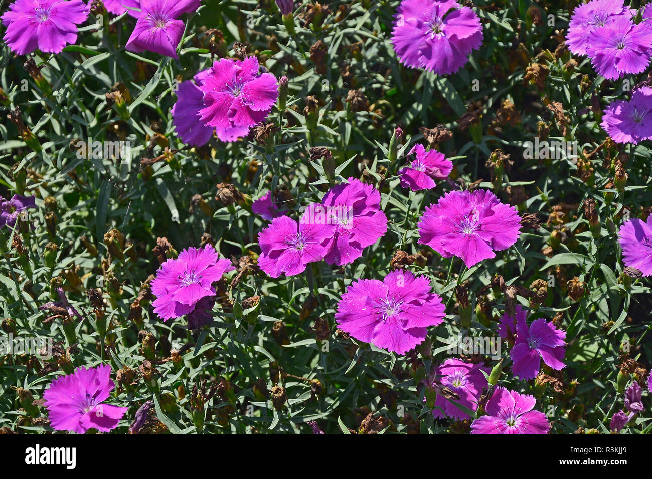 Close up d'une fleur frontière avec la floraison colouful Dianthus 'Lavender' Corona Banque D'Images