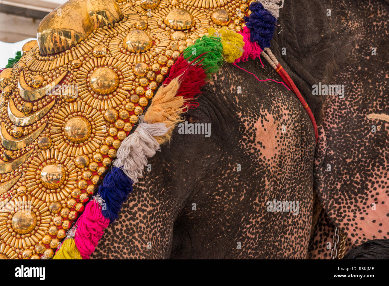L'Inde, Cochin. Dans l'éléphant d'Asie l'or de cérémonie costume et cravate. Banque D'Images