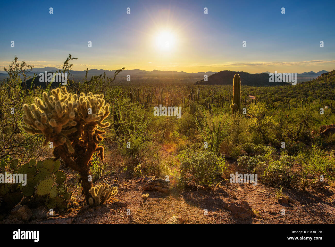 Coucher du soleil dans le Parc National de Saguaro en Arizona Banque D'Images