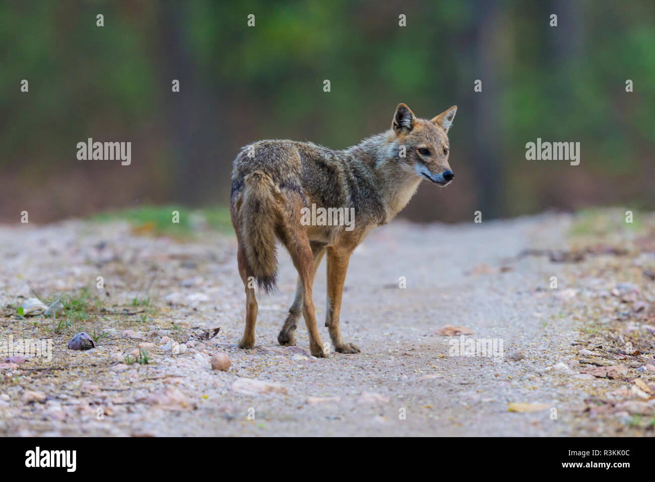 L'Inde. Indian Jackal (Canis aureus indicus) à la réserve de tigres de Kanha. Banque D'Images