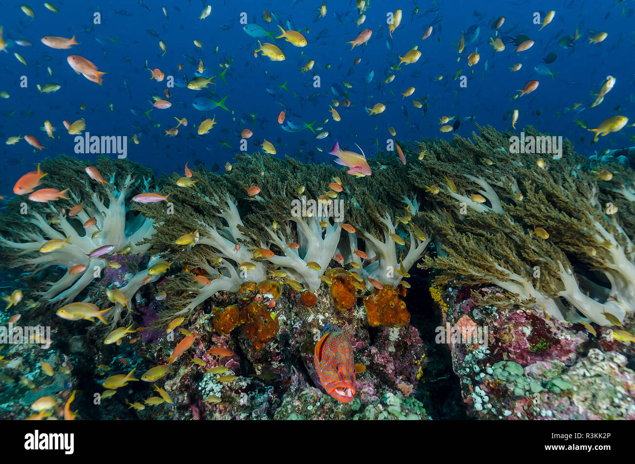 L'Indonésie, la Papouasie occidentale, Raja Ampat. Les coraux et les poissons. En tant que crédit : Jones et Shimlock / Jaynes Gallery / DanitaDelimont.com Banque D'Images