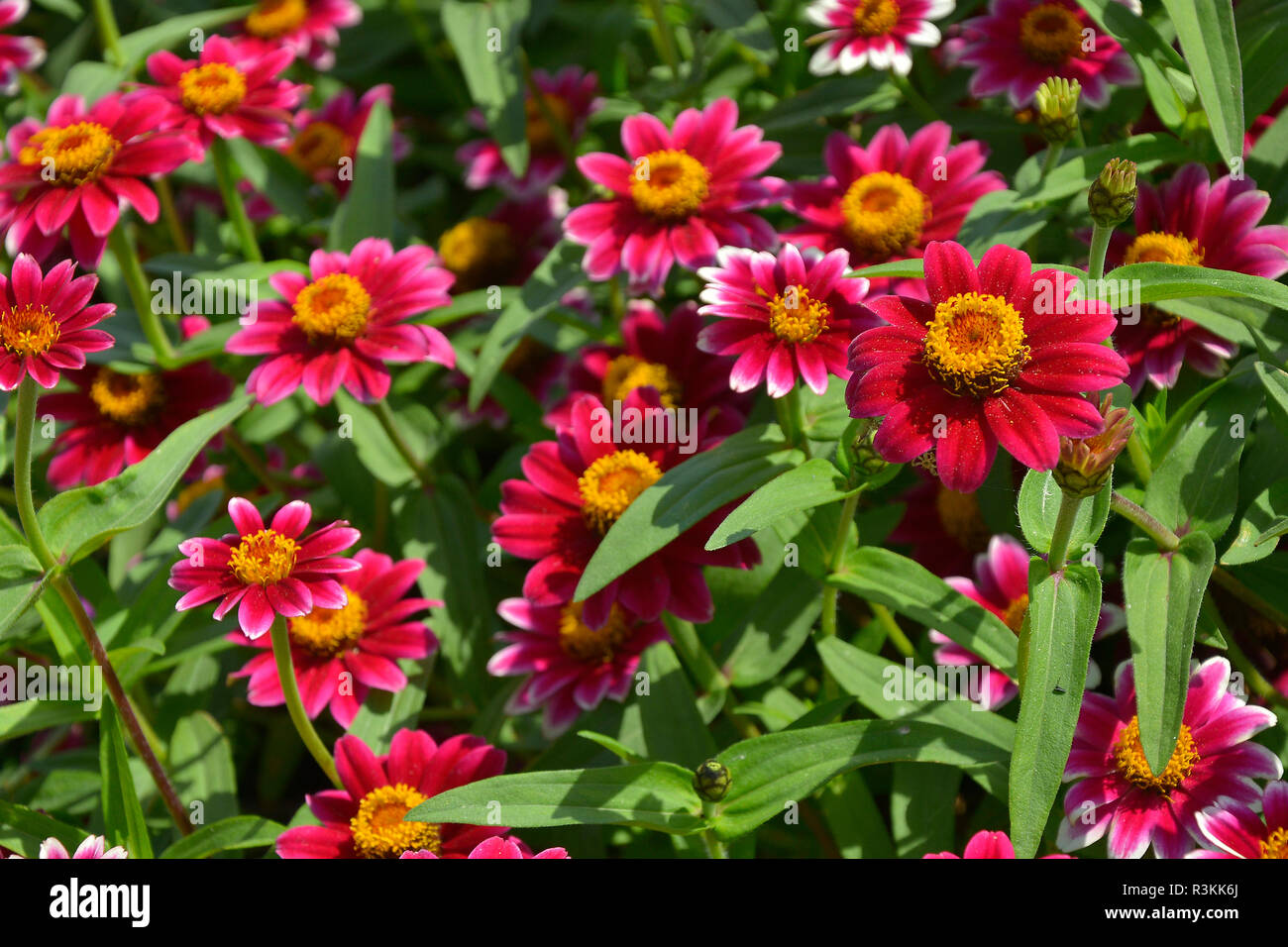 Gros plan d'une frontière avec la floraison de fleurs colouful Zinnia 'Rose' Pico loufoques Banque D'Images