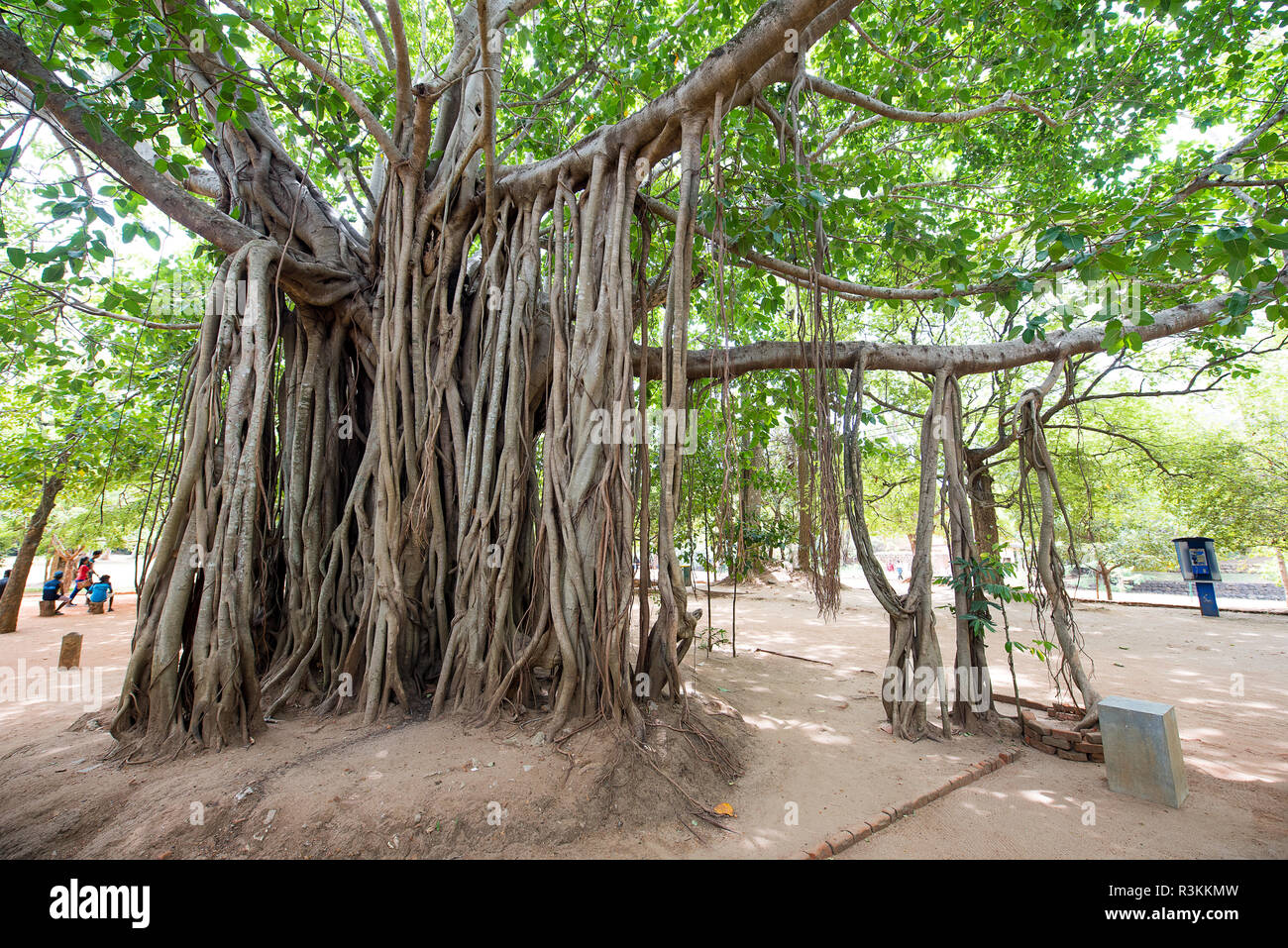 Arbres de banian peut atteindre une hauteur d'environ 25m et disposent