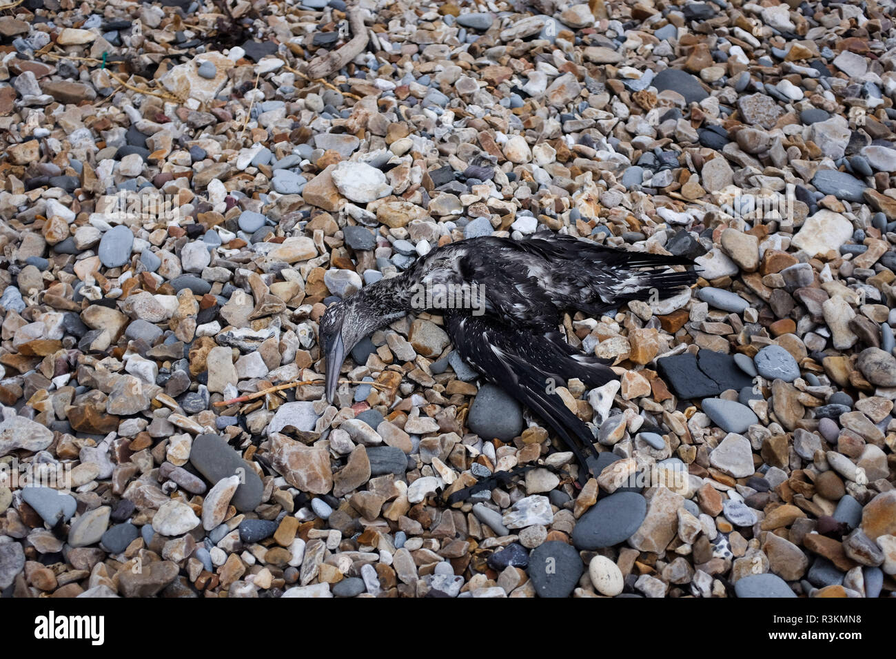 Des oiseaux de mer mazoutés morts échoués sur la célèbre plage de la côte jurassique entre Charmouth et Lyme Regis dans West Dorset UK Banque D'Images
