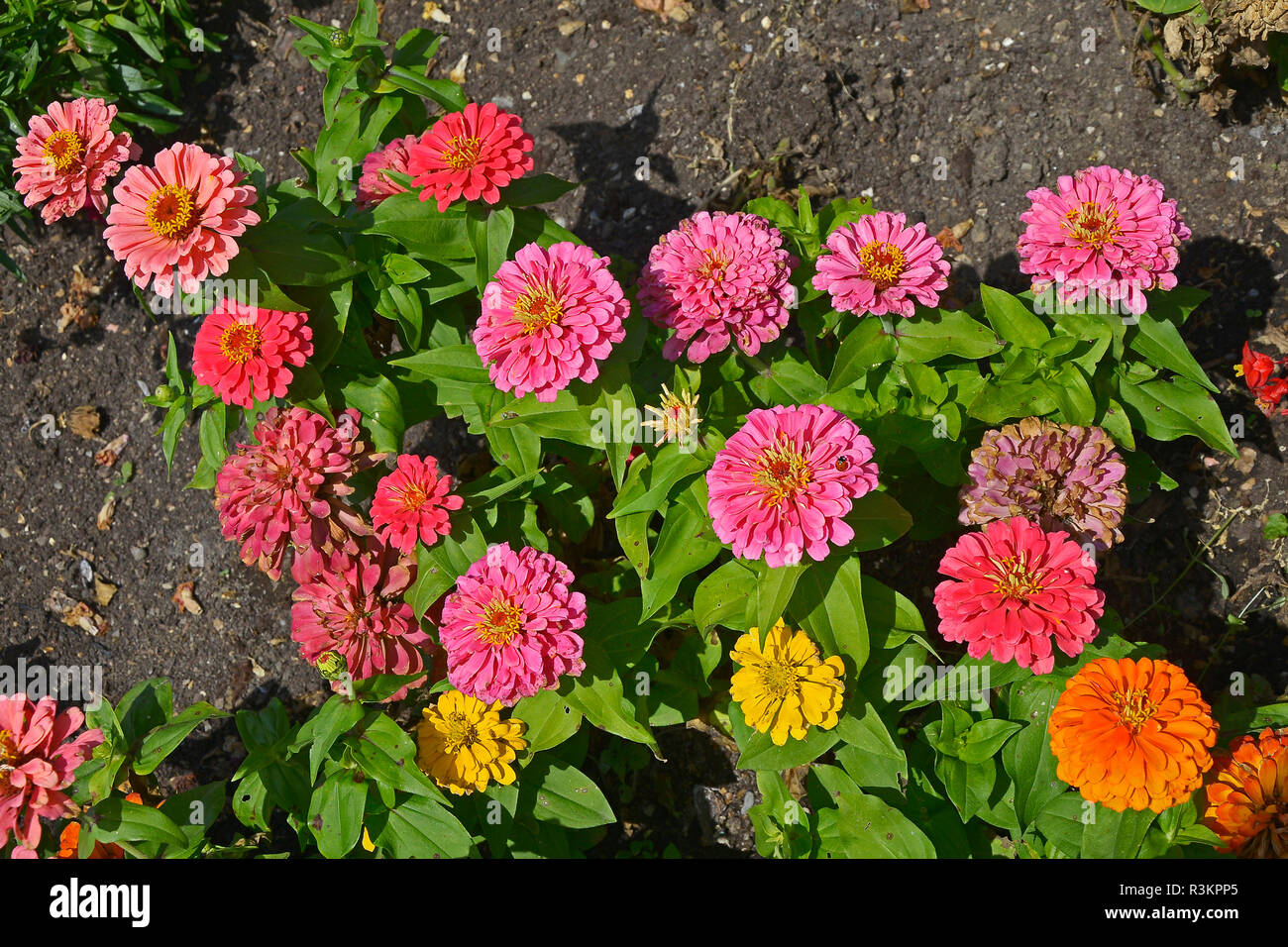 Gros plan d'une frontière avec la floraison de fleurs colouful Zinnia 'Rose' Pico loufoques Banque D'Images