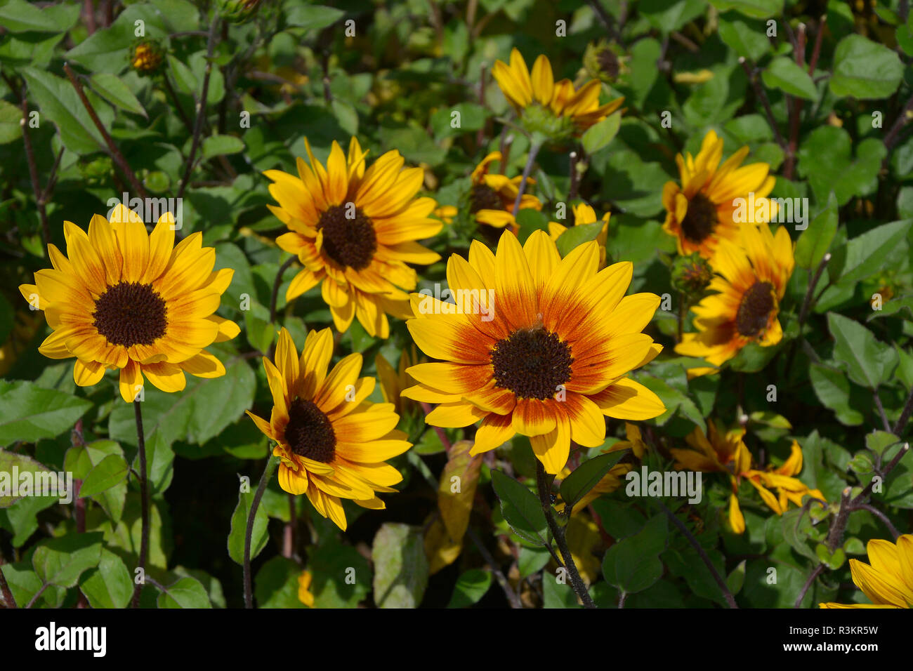 Close up d'un colouful fleur frontière avec le tournesol à fleurs "Brown Eyed Girl" Banque D'Images