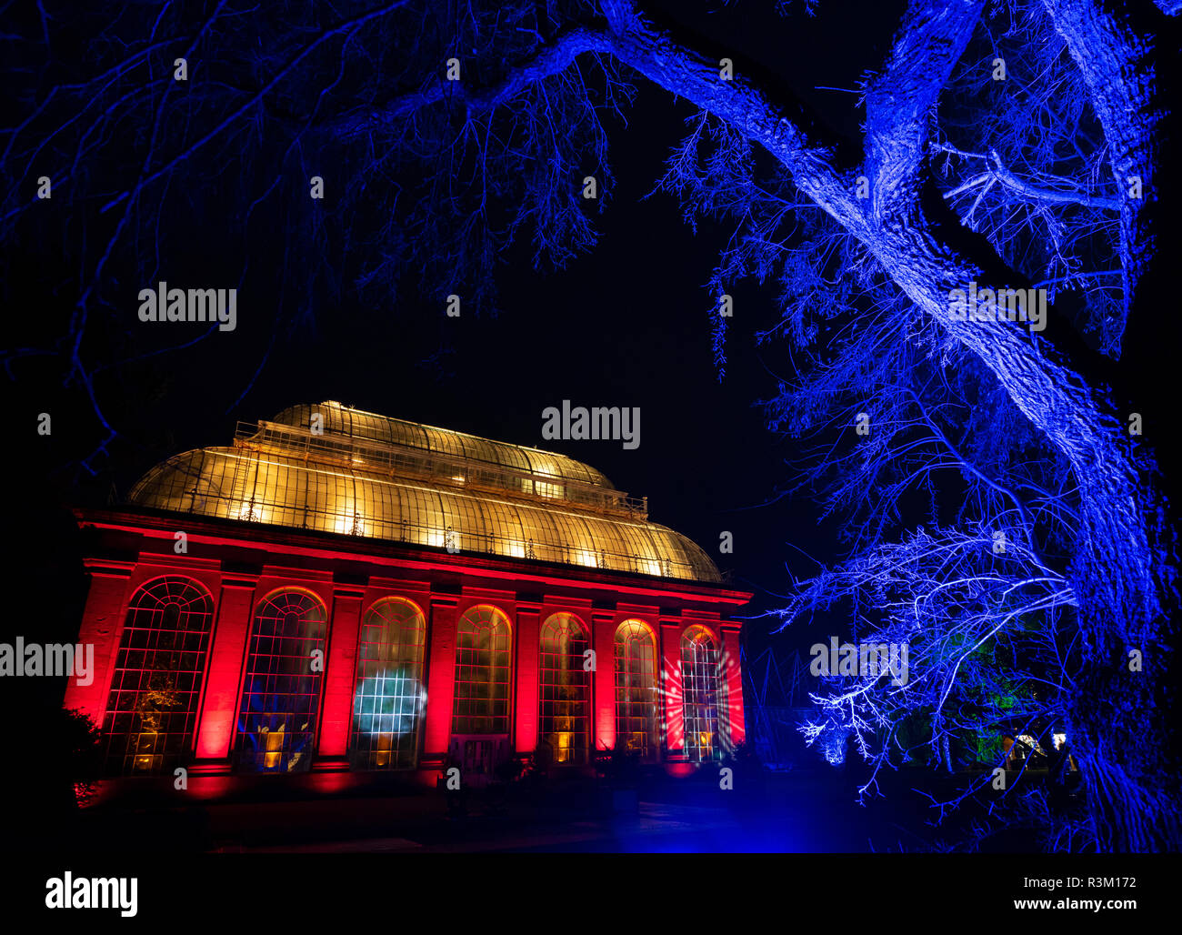 Edinburgh, Ecosse, Royaume-Uni. 23 novembre, 2018. Noël à la Botanique s'ouvre au Jardin botanique royal d'Édimbourg. L'événement annuel de nuit dispose d'un sentier lumineux dans les jardins avec plus d'un million de lumières. Sur la photo, le Glasshouse Show. Le Palm House est doté d'un superbe spectacle de lumière colorée peut dans le temps de la musique conçue par Kate Bonney de Lightworks. Credit : Iain Masterton/Alamy Live News Banque D'Images