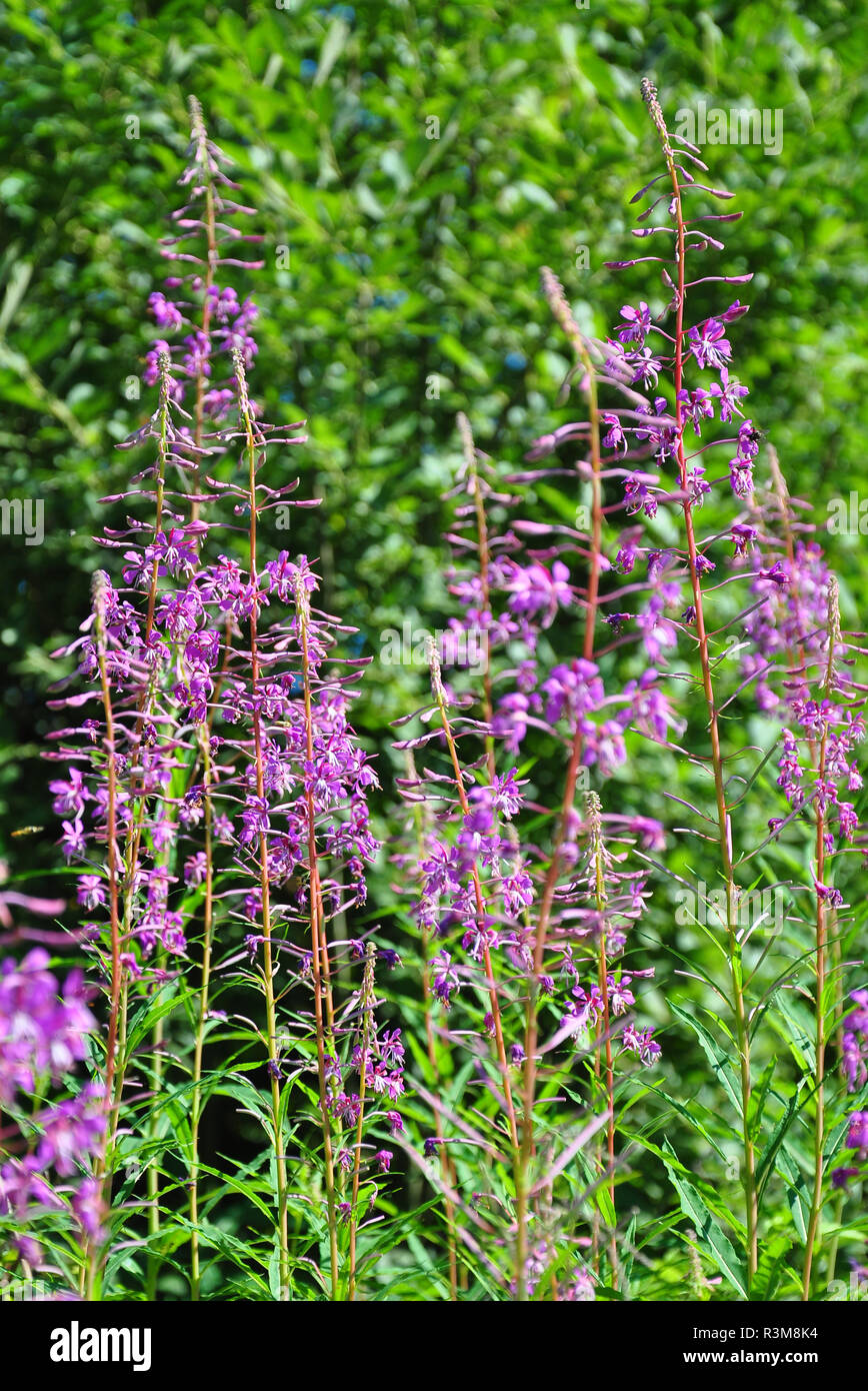 Saule à feuilles étroites (epilobium angustifolium) Banque D'Images