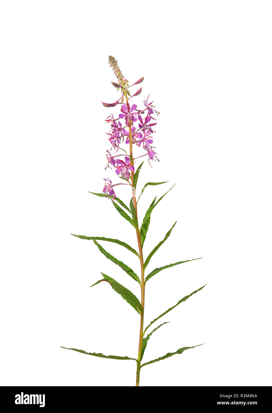 Saule à feuilles étroites (epilobium angustifolium) Banque D'Images