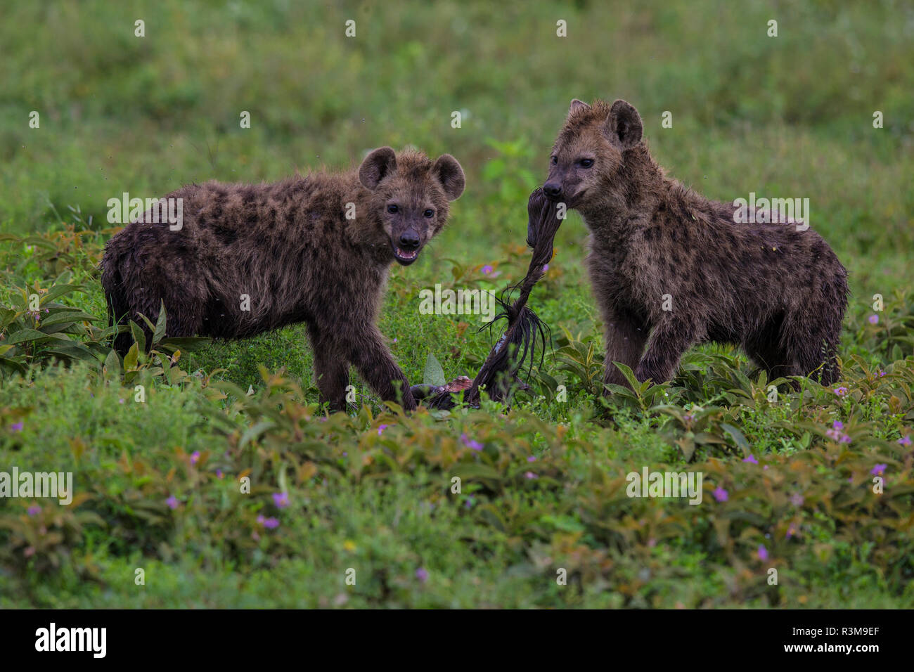 L'Afrique. La Tanzanie. L'Hyène tachetée (Crocuta crocuta) avec charognards tuer au Parc National du Serengeti. Banque D'Images