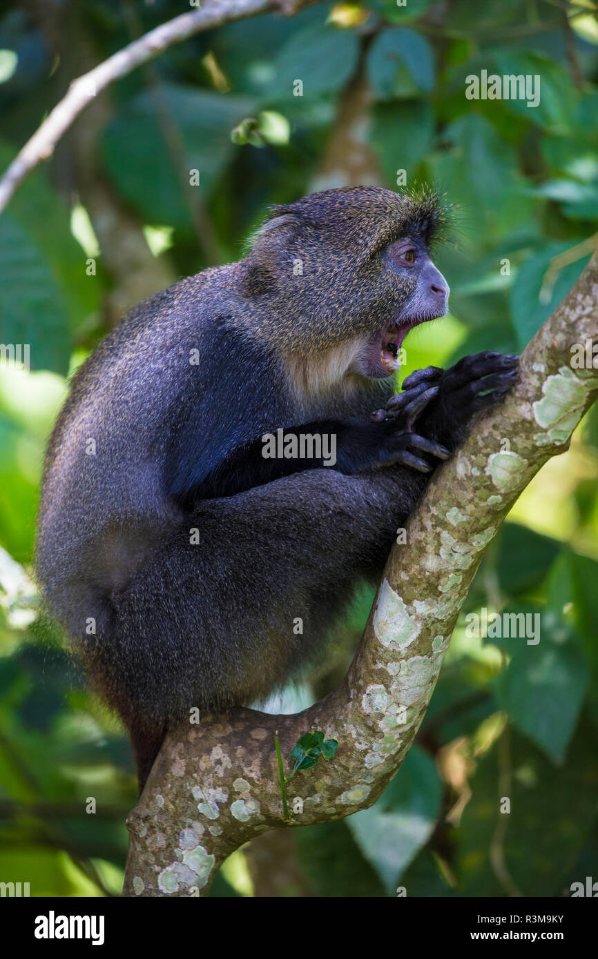 L'Afrique. La Tanzanie. Blue Monkey, singe diademed (Cercopithecus mitis) au Parc National d'Arusha. Banque D'Images