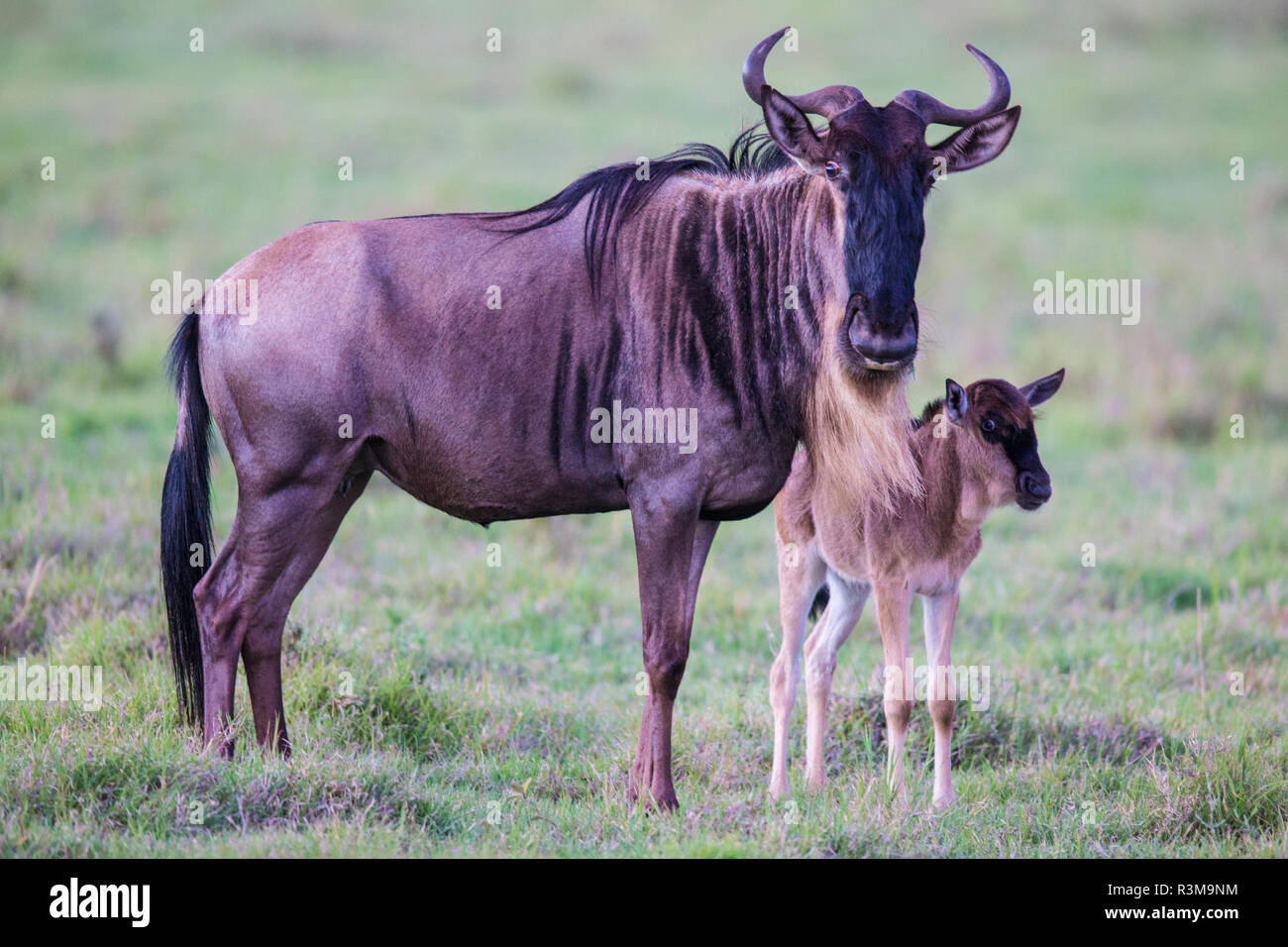 L'Afrique. La Tanzanie. Au cours de l'accouchement de gnous grande migration annuelle, le Parc National du Serengeti. Banque D'Images