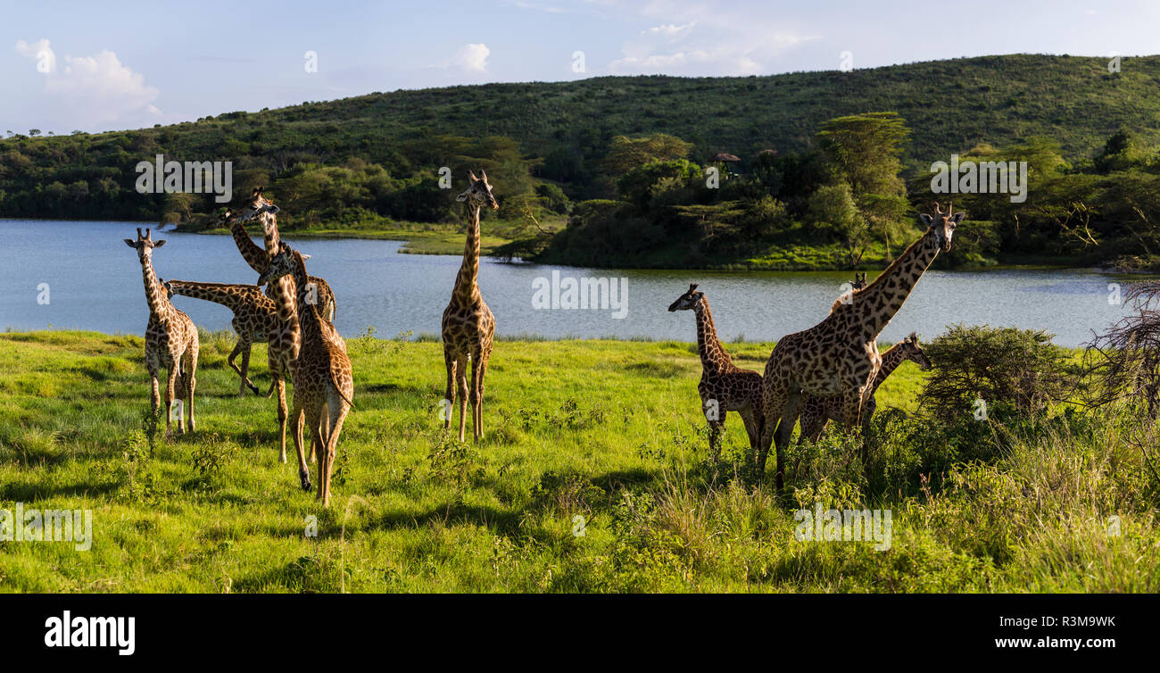 L'Afrique. La Tanzanie. Les Girafes Masai (Giraffa tippelskirchi) au Parc National d'Arusha. Banque D'Images